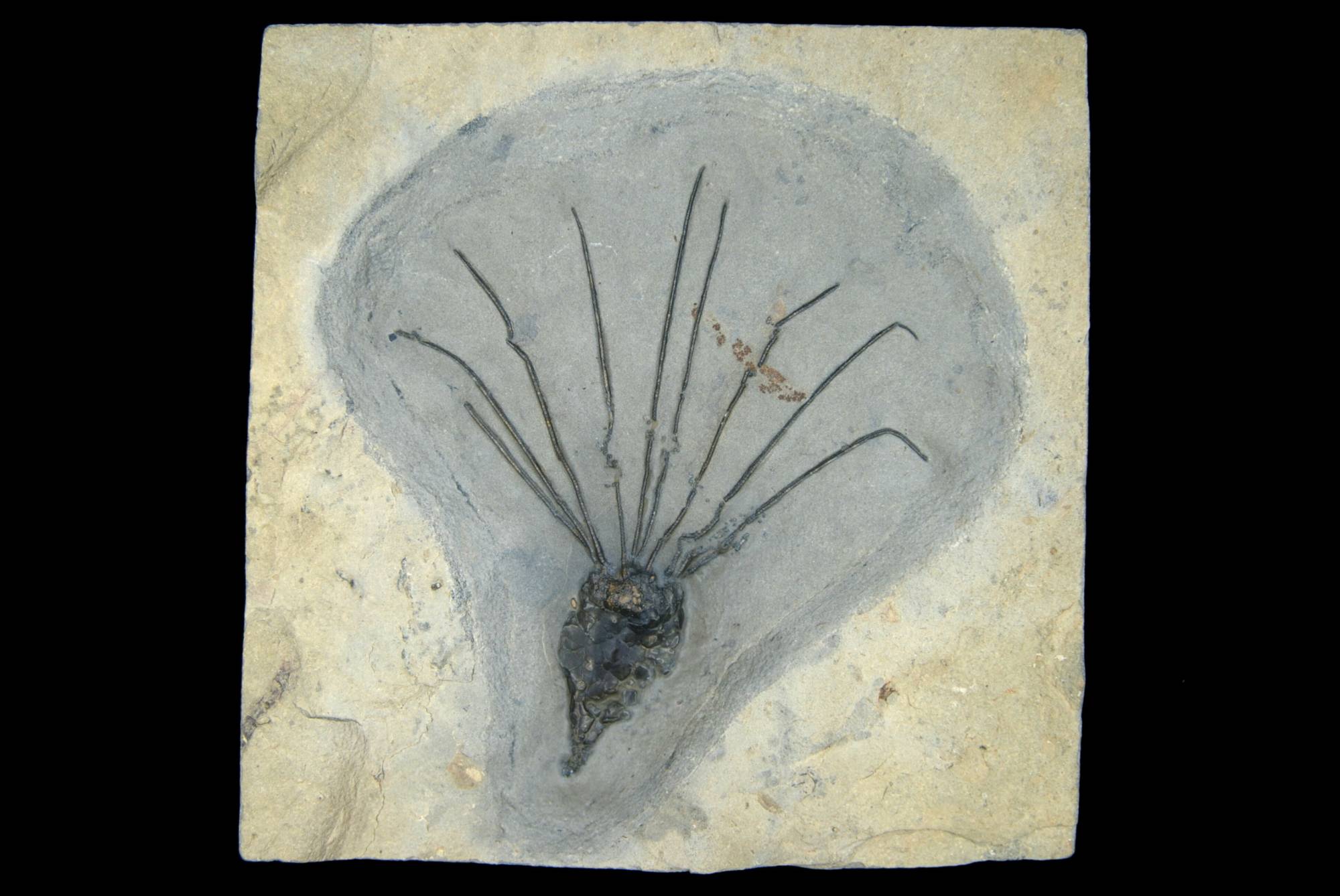 Gogia n.sp. (eocrinoid); 12x10.5 cm; Langston Formation, Spence Sh.; Box Elder County, Utah