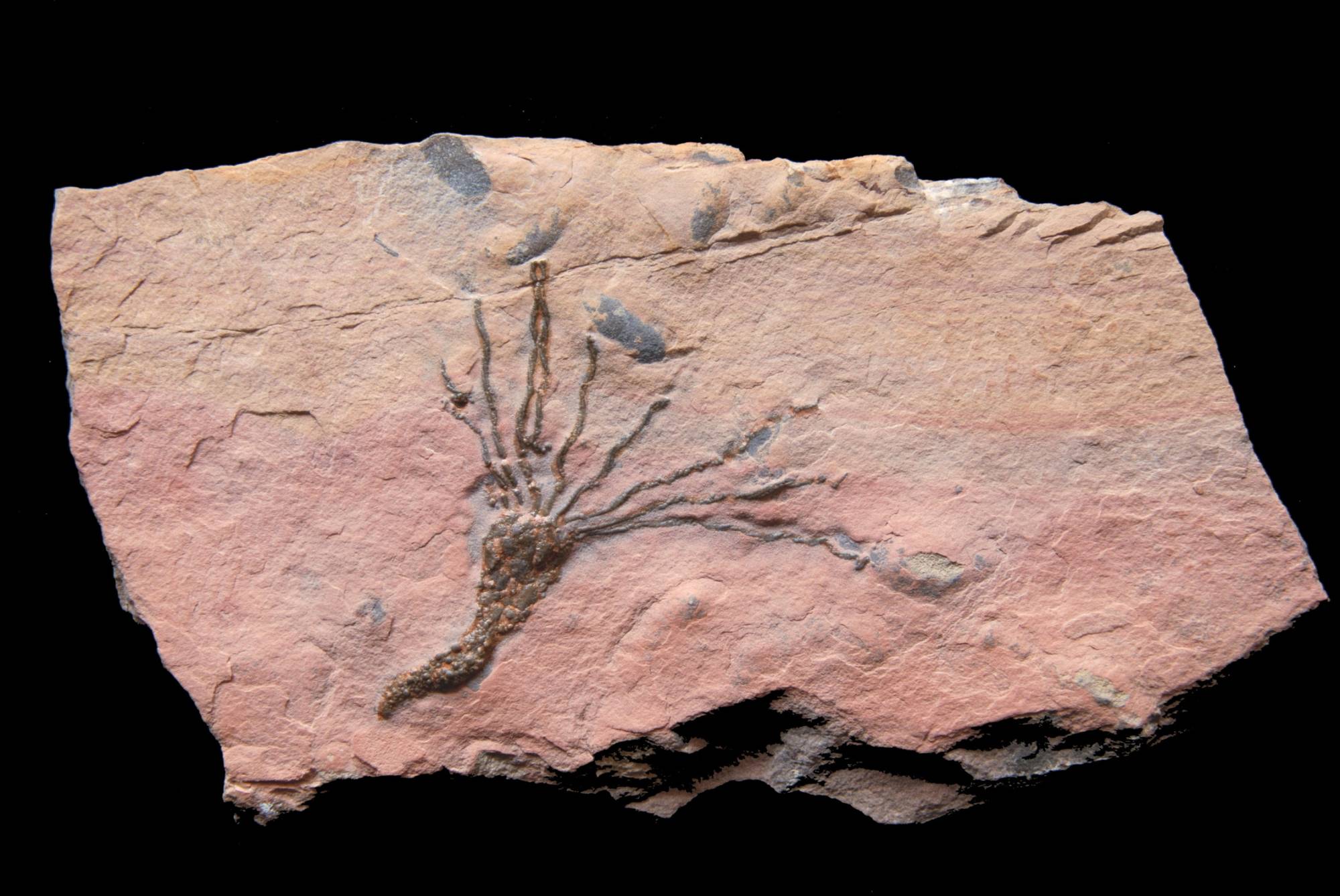 Gogia spiralis (eocrinoid); 11x6 cm; Wheeler Fm.; Millard County, Utah
