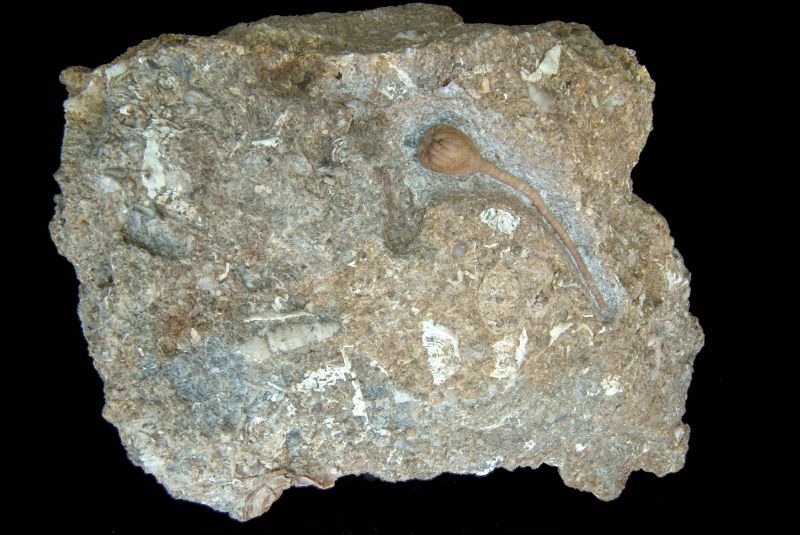 Ichthyocrinus pyriformis; 26x15 cm; Obere Visby Fm.; Tofta skjutfält, Gotland