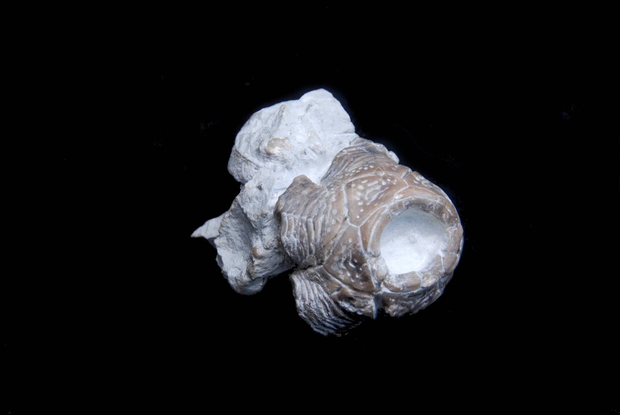 Desmidocrinus pantadactylus; 4x3.5 cm; Slite; Stugklint, Gotland