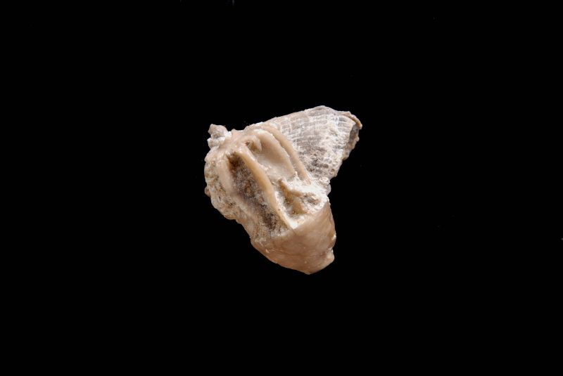 Eucalyptocrinus crassus; 2x2 cm; Slite; Stugklint, Gotland