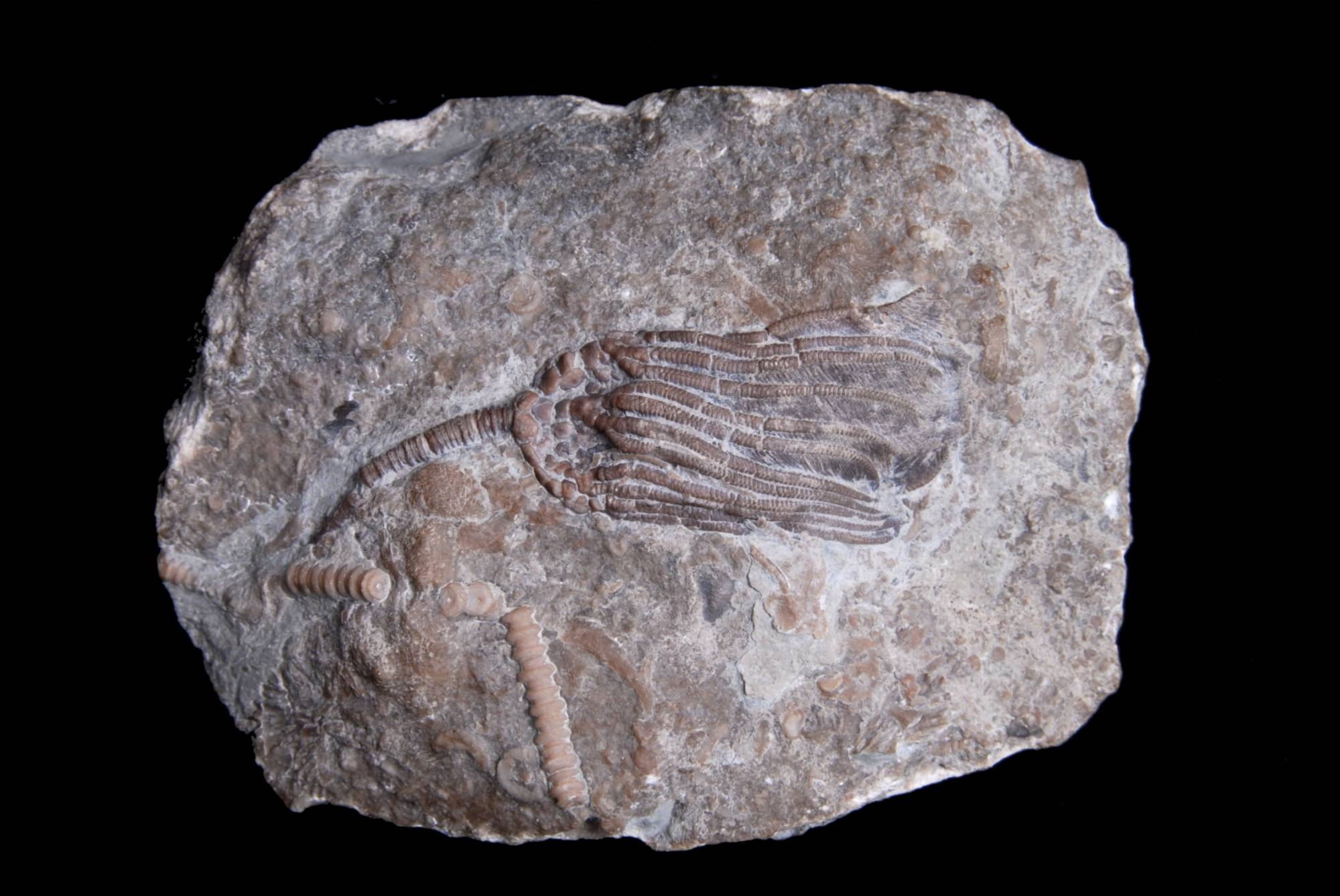 Periechocrinus monoliliformis; 12x9 cm; Wenlock; Wrens Nest, Dudley