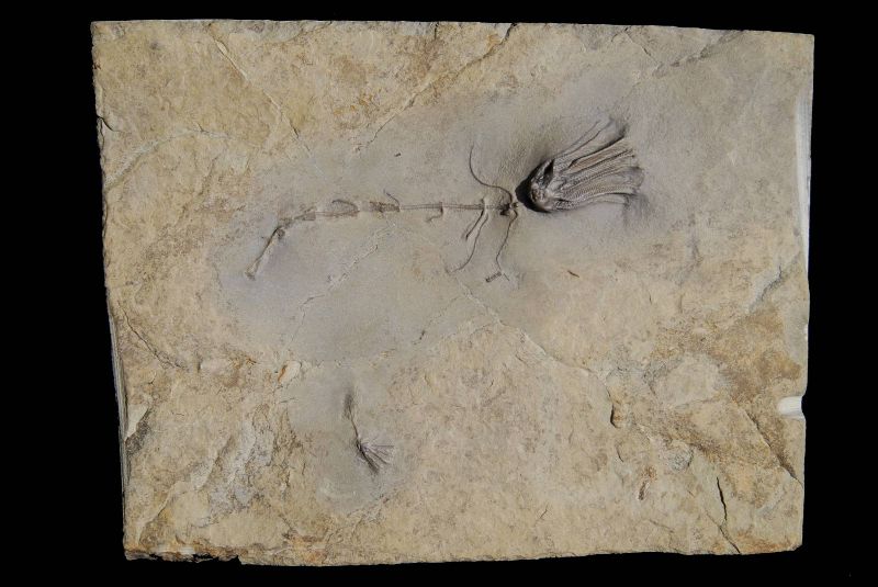 Clematocrinus; 16x12 cm; Wenlock; Wrens Nest, Dudley