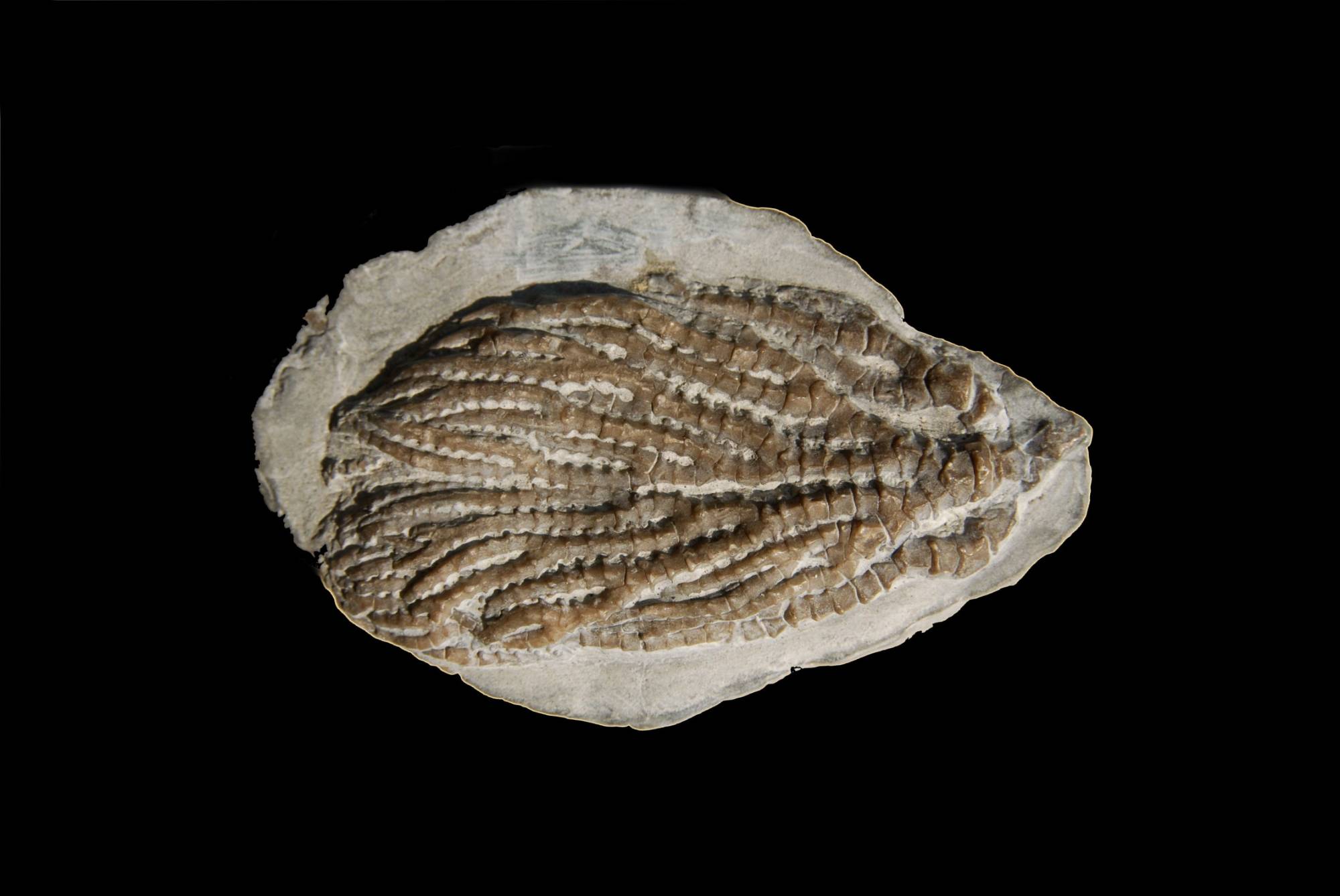 Gissocrinus arthriticus; 4x6.5 cm; Wenlock; Wrens Nest, Dudley
