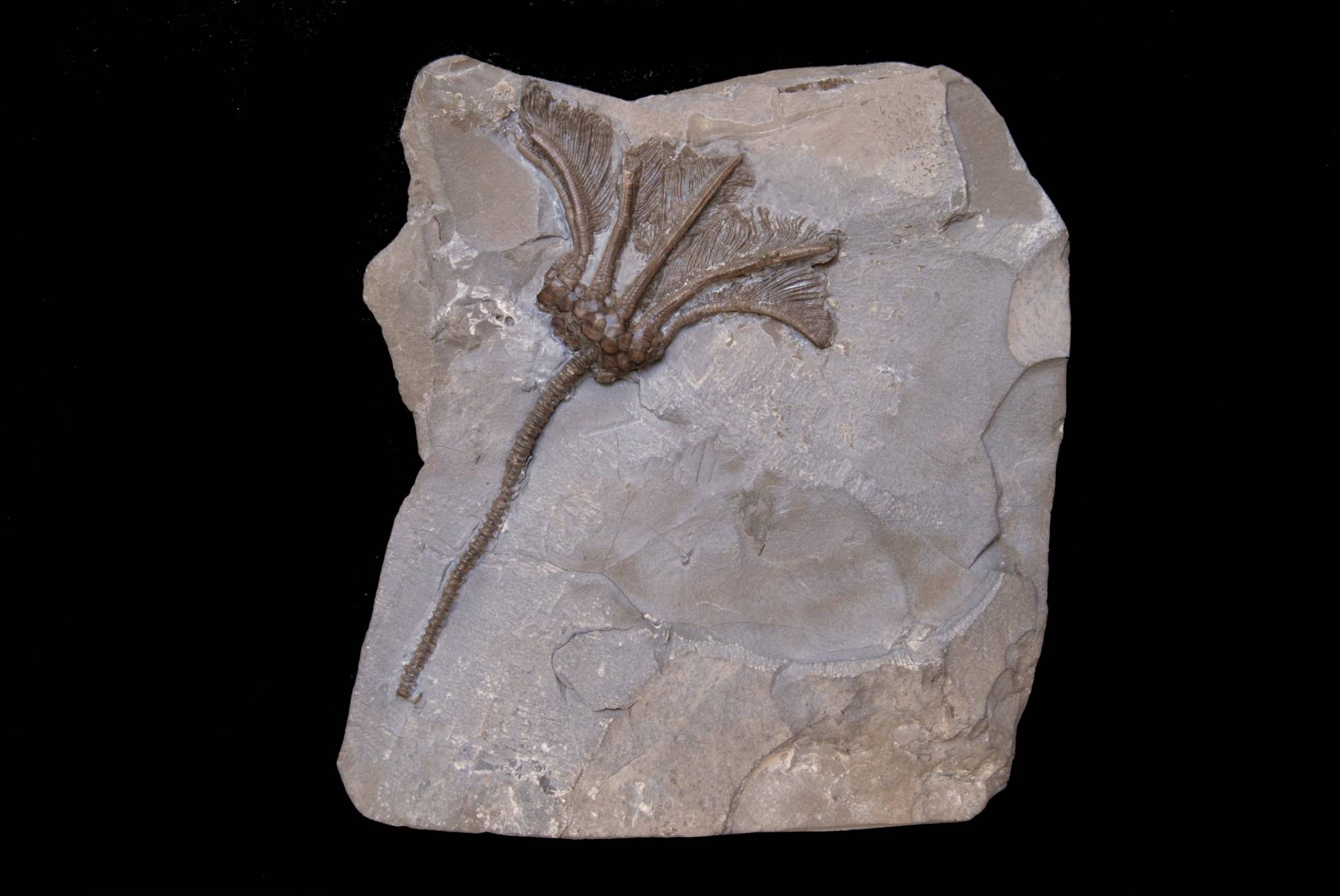 Lyriocrinus mellisa; 14x13 cm; Rochester Shale Fm.; Middleport Quarry, Niagara County, N.Y.