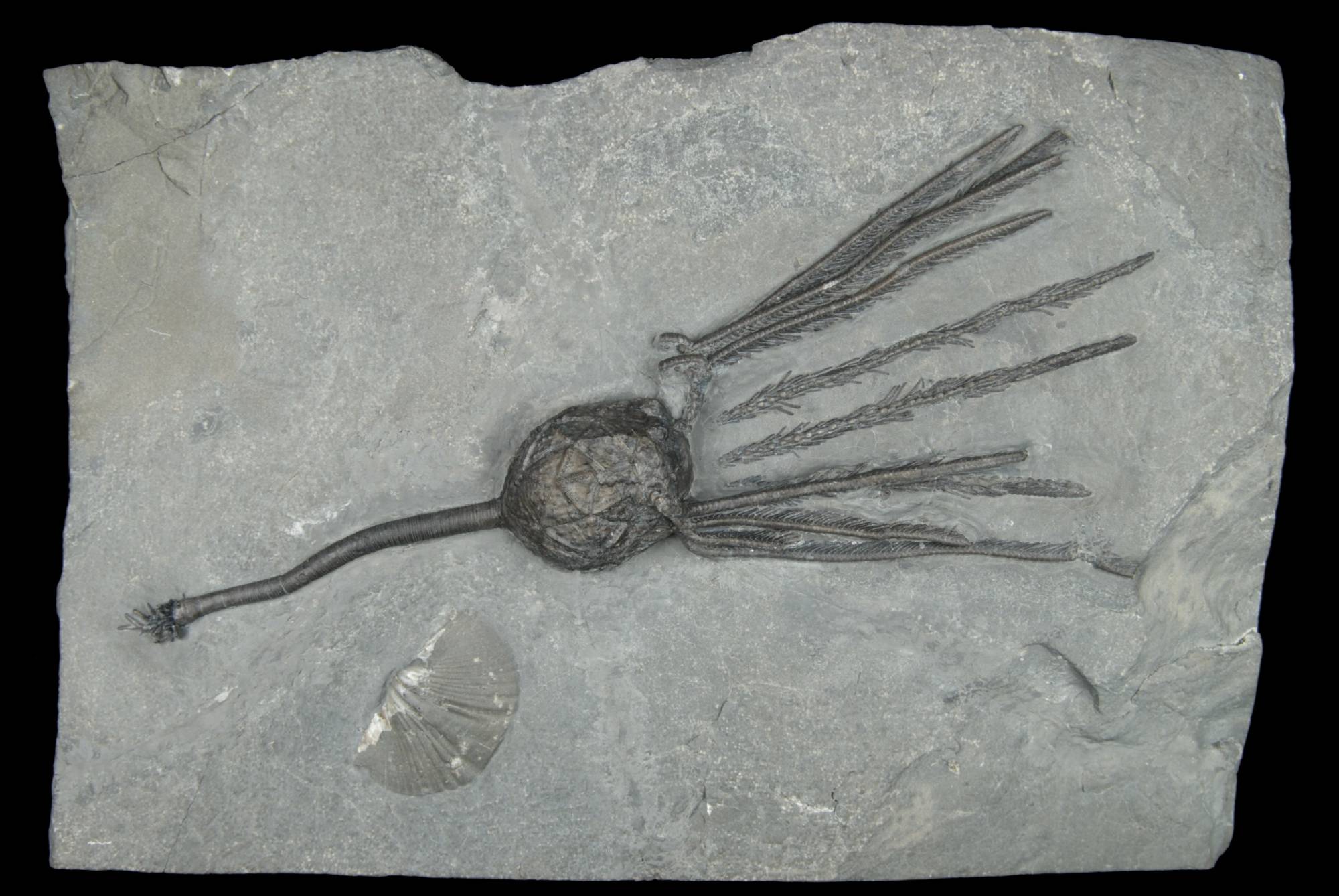 Caryocrinites ornatus; 21x15 cm; Rochester Shale Fm.; Middleport Quarry, Niagara County, N.Y.