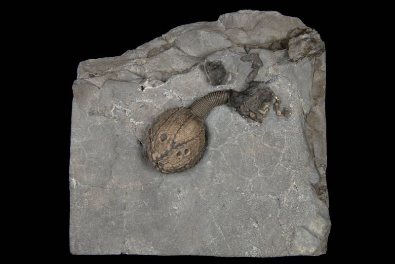 Calocystites jewetti; 12x11.5 cm; Rochester Shale Fm.; Middleport Quarry, Niagara County, N.Y.