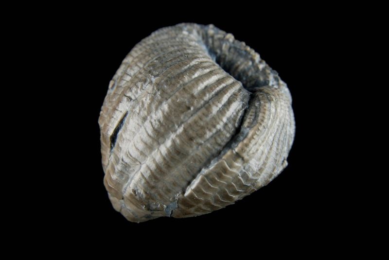 Ichthyocrinus laevis; 4x4 cm; Rochester Shale Fm.; Middleport Quarry, Niagara County, N.Y.
