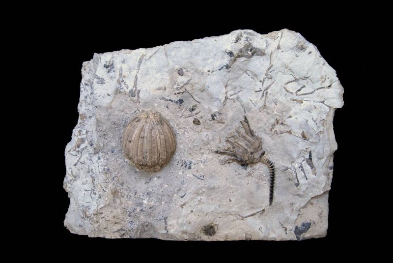 Eucalyptocrinites elrodi & crassus; 20x15 cm; Waldron Shale; Indiana