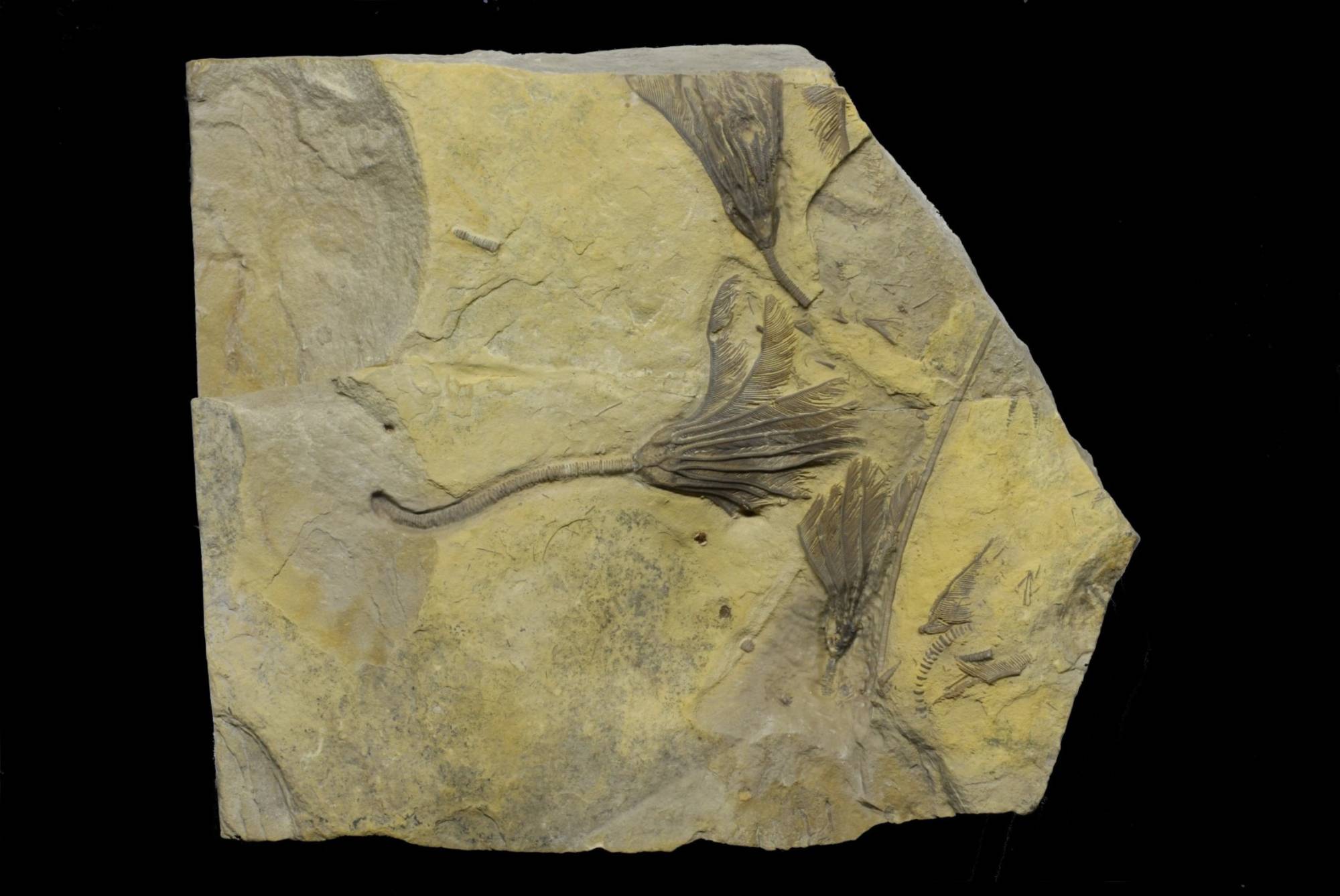 Cybelecrinus ladas; 25x20 cm; Cybele Fm.; Anticosti, Canada