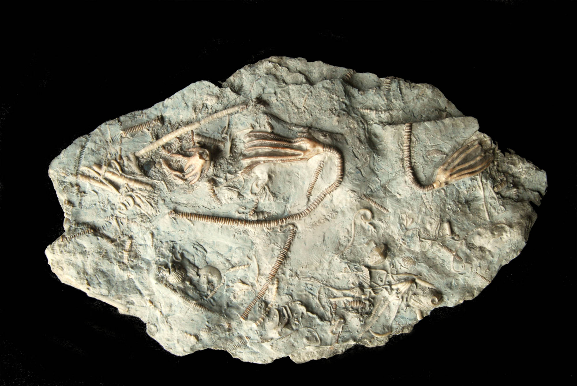 Dimerocrinites sp., (Aetocrinus sp.); 12x8 cm; Chicotte Fm.; Anticosti, Canada