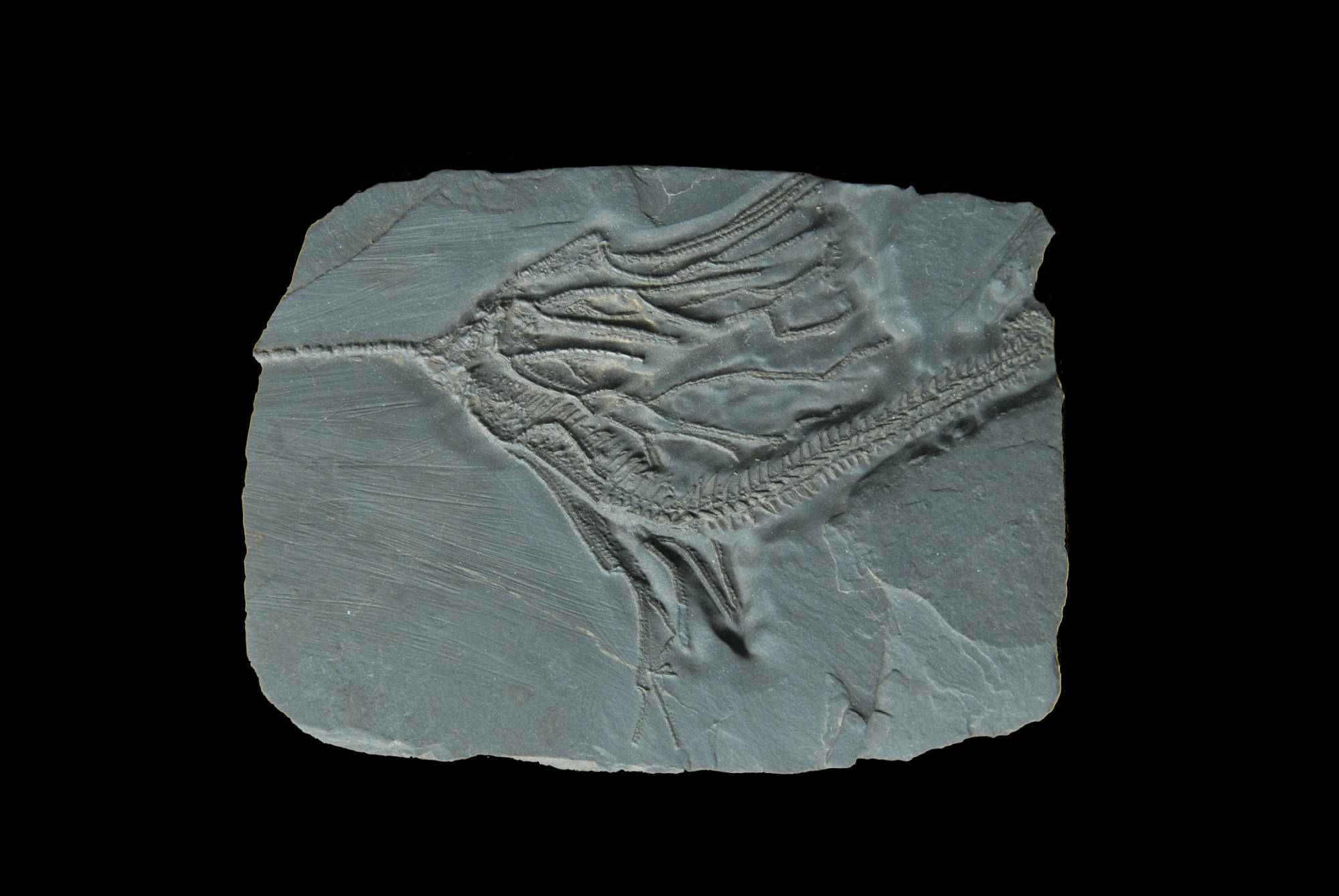 Parisangulocrinus  furcaxialis; 8.5x6.5 cm; Bundenbach