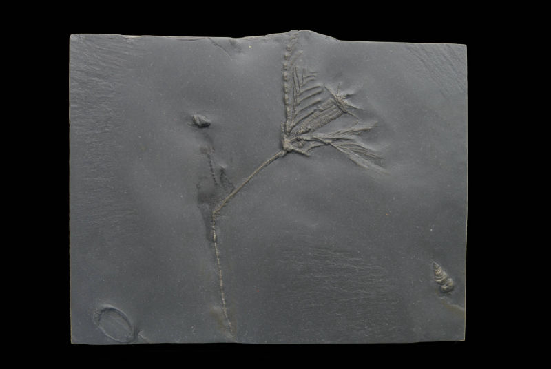 Bathericrinus hystrix; 19x15 cm; Bundenbach