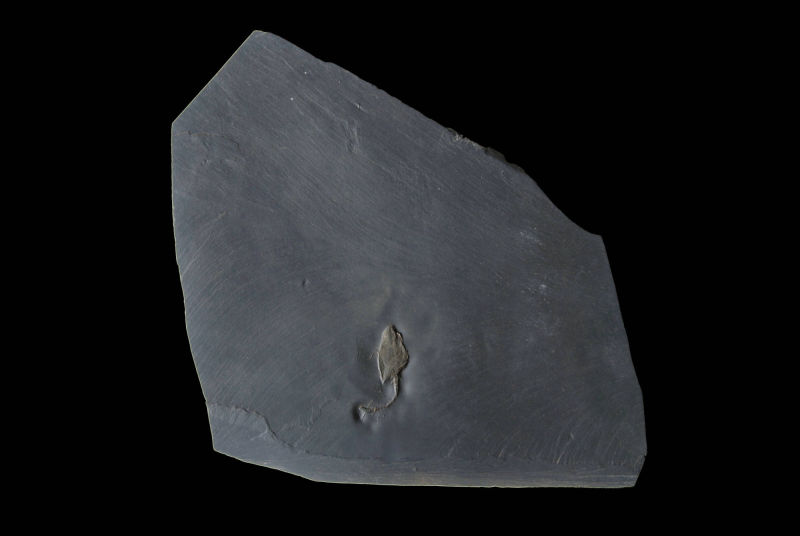 Mitrocystites styloideus; 23x20 cm; Bundenbach