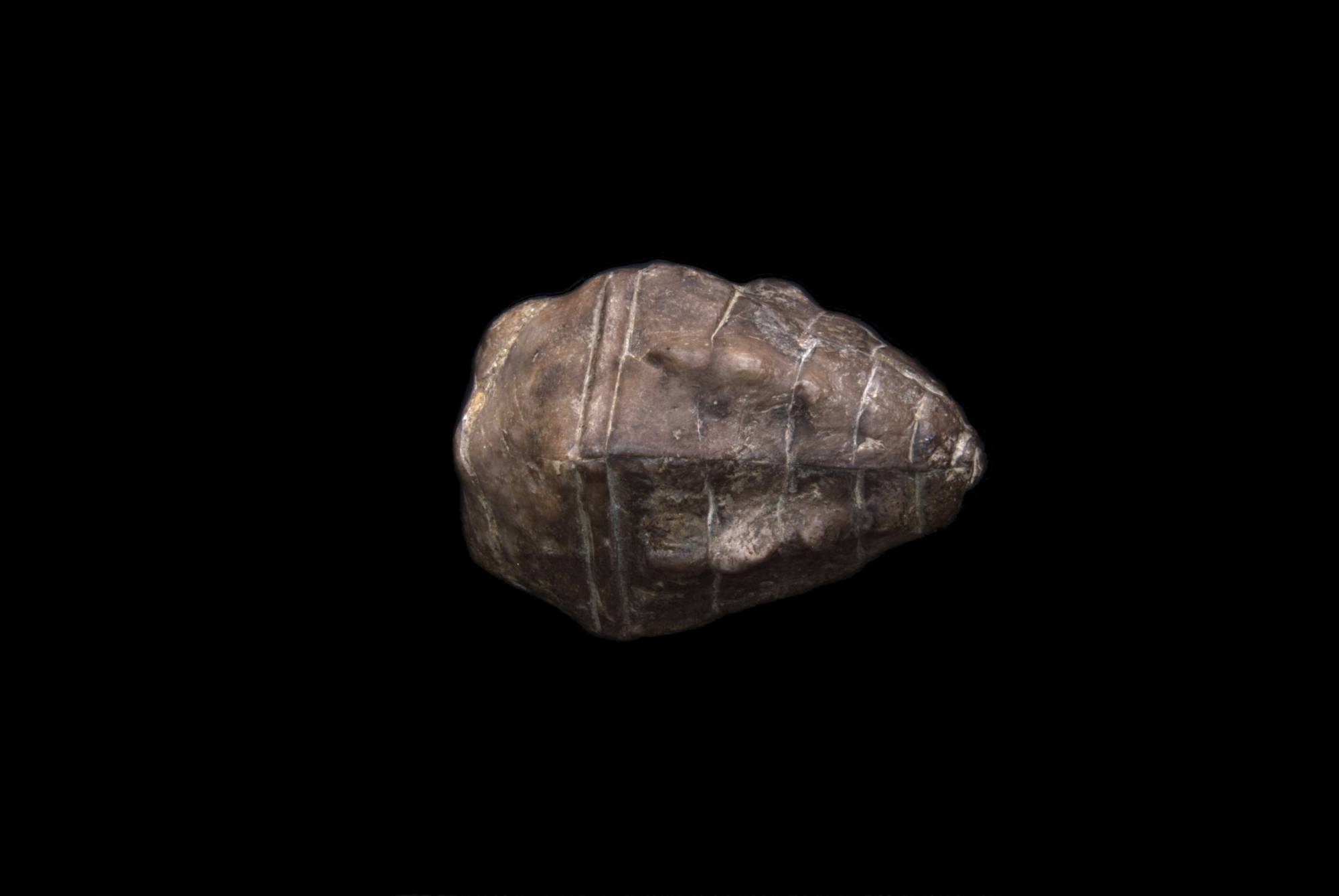 Halocrinites schlotheimii; 6x4 cm; Cürten-Fm., unteres Givetium, M.-Devon; Stbr. Meerbüsch bei Üxheim, Hillesheimer-Mulde, Eifel