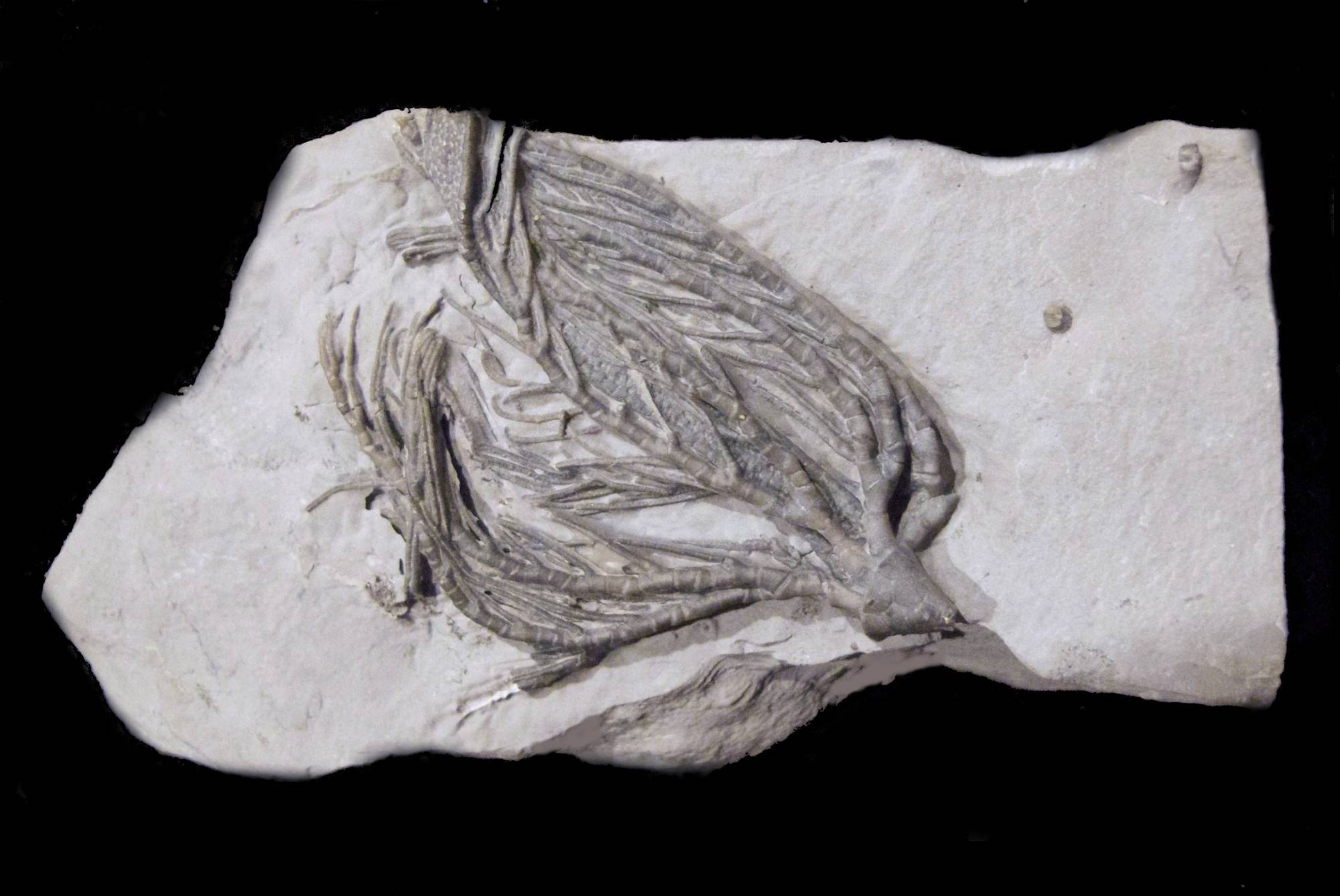 Poteriocrinus arkonensis; 6,5x3 cm; Arkona Sh.; Arkona, Ontario, Canada