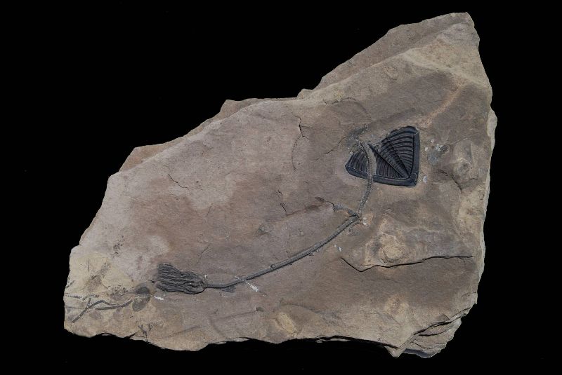Lasiocrinus scoparius (+Odontochile litchfieldensis); 19x15 cm; Coeymans Lst.; near Litchfield, New York