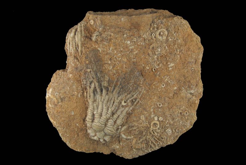Woodocrinus expansus; 16x18 cm; Dinantian; Richmond, North Yorkshire