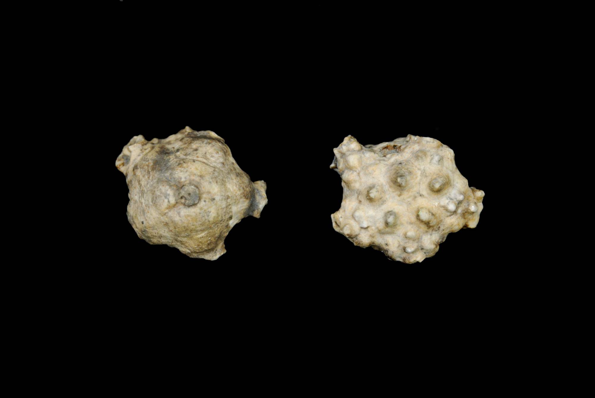 Pleurocrinus mucronatus; 2.5x2 cm; Visean, Zone S1; Salthill Quarry, Clitheroe