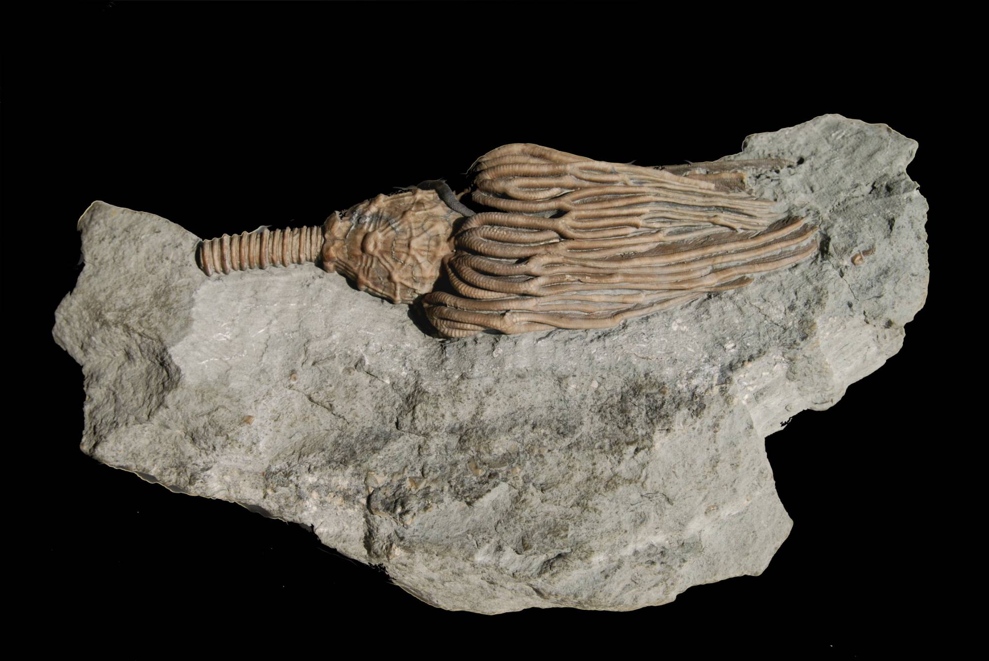 Actinocrinus gibsoni; 23x16 cm; Edvardsville Fm.; Indiana