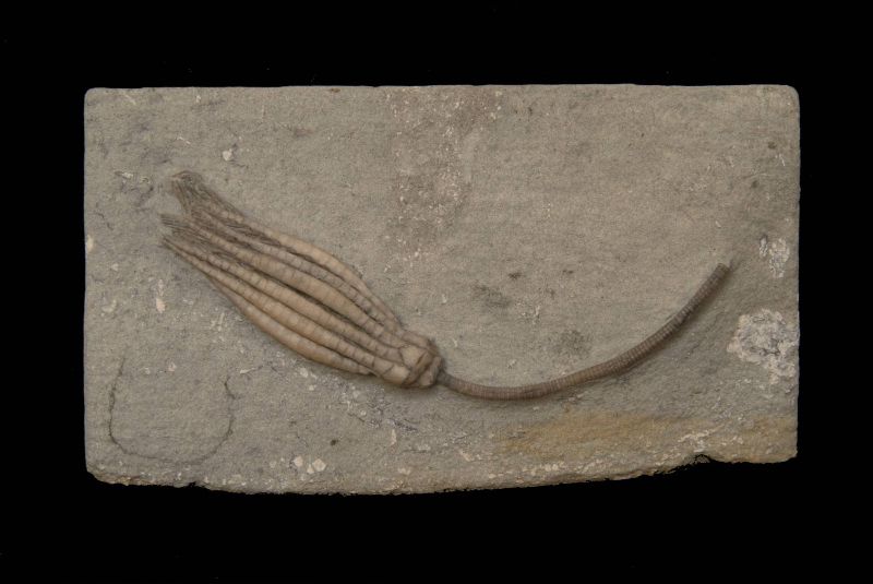 Scytalocrinus decadactylus; 12x6.5 cm; Edvardsville Fm.; Indiana