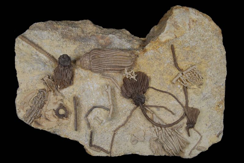 Cusacrinus nodobrachiatus, Rhadocrinus kirbyi, Cosmetocrinus spartarius, Holcocrinus longicirrifer; 21x16 cm; Hampton Fm.; LeGrand
