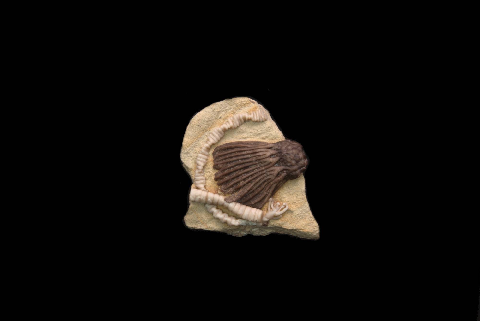 Rhadocrinites kirbyi ; 5x4 cm; Hampton Fm.; LeGrand