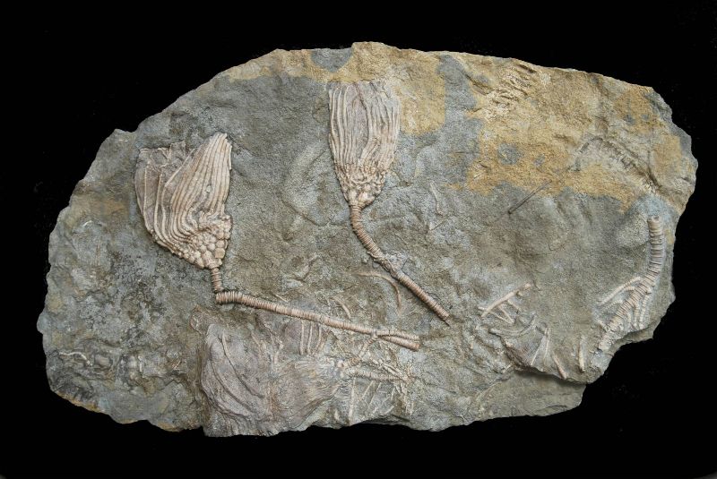 Cactocrinus imperator; 30x18 cm; Gilmore Fm.; Iowa