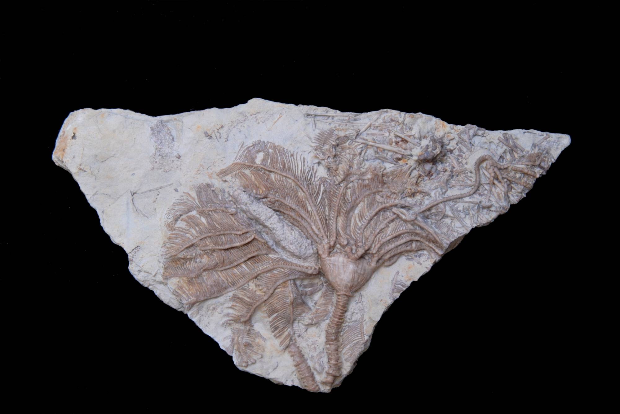 Dichocrinus bozemanensis; 13x7 cm; Gilmore Fm.; Iowa