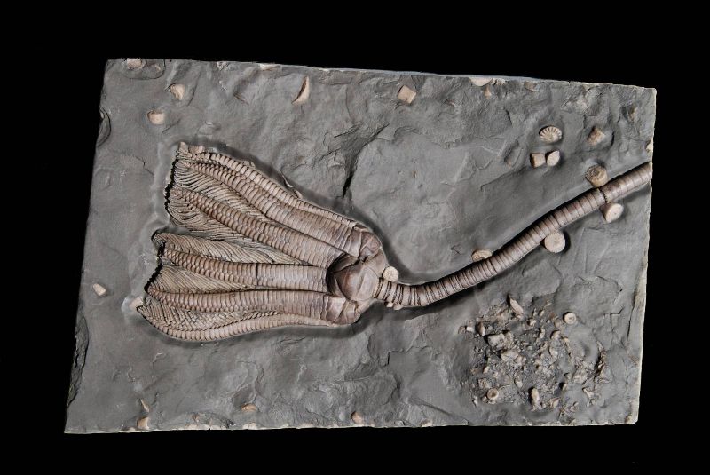 Encrinus liliformis; 13x9 cm; Ladin; Neidenfels, Crailsheim