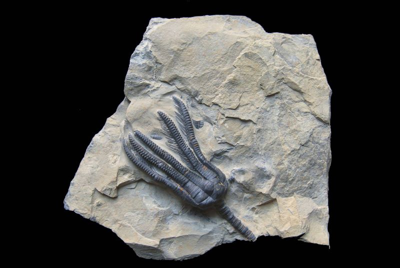 Encrinus liliformis; 18x16 cm; Ladin; Alverdissen