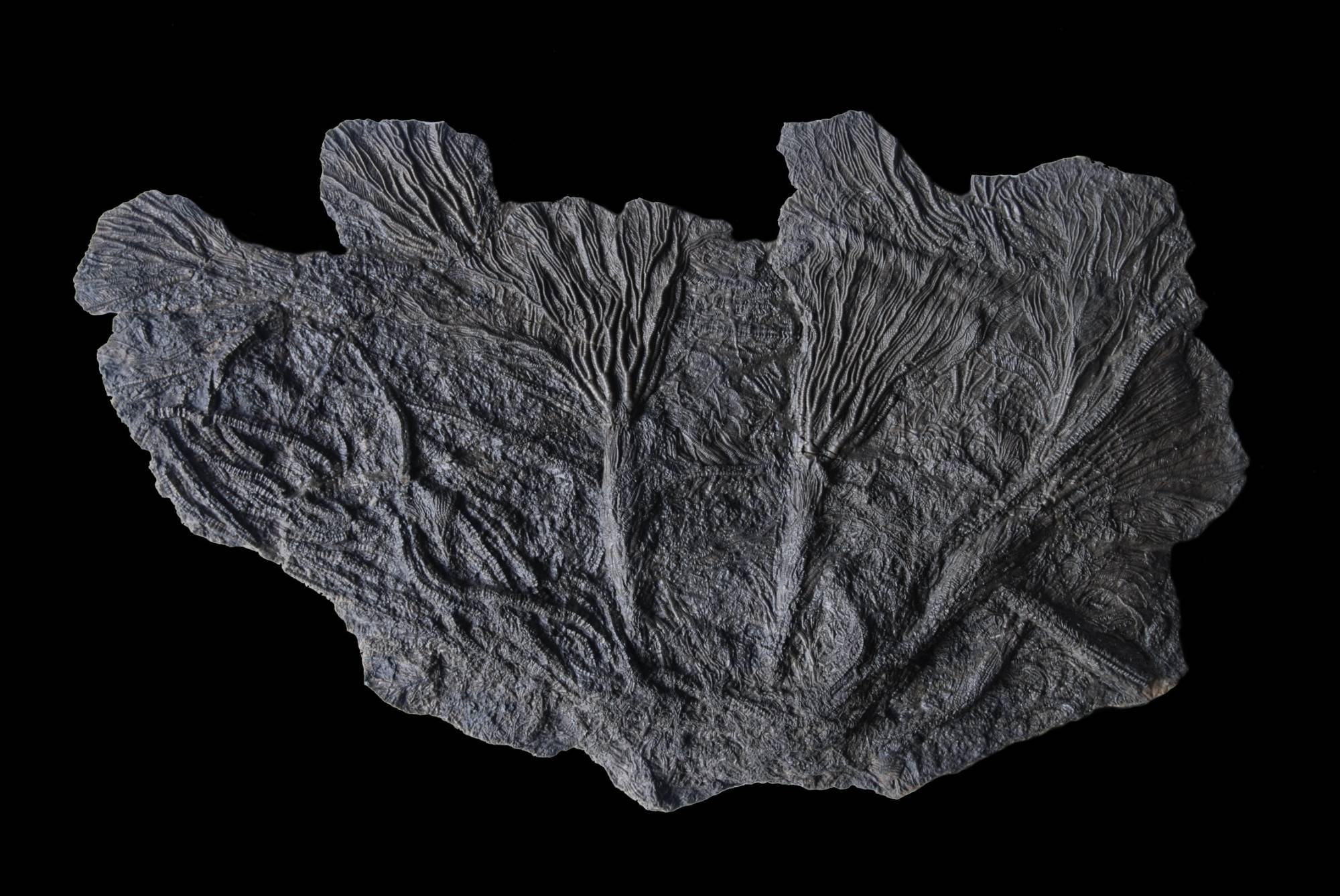 Pentacrinites fossilis; 40x23 cm; Black Ven Marls; Charmouth, Dorset, UK