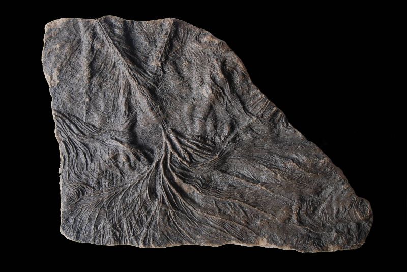 Pentacrinites fossilis; 38x28 cm; Black Ven Marls; Charmouth, Dorset, UK