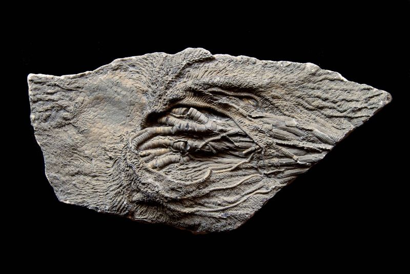 Pentacrinites fossilis; 18x9 cm; Black Ven Marls; Charmouth, Dorset, UK