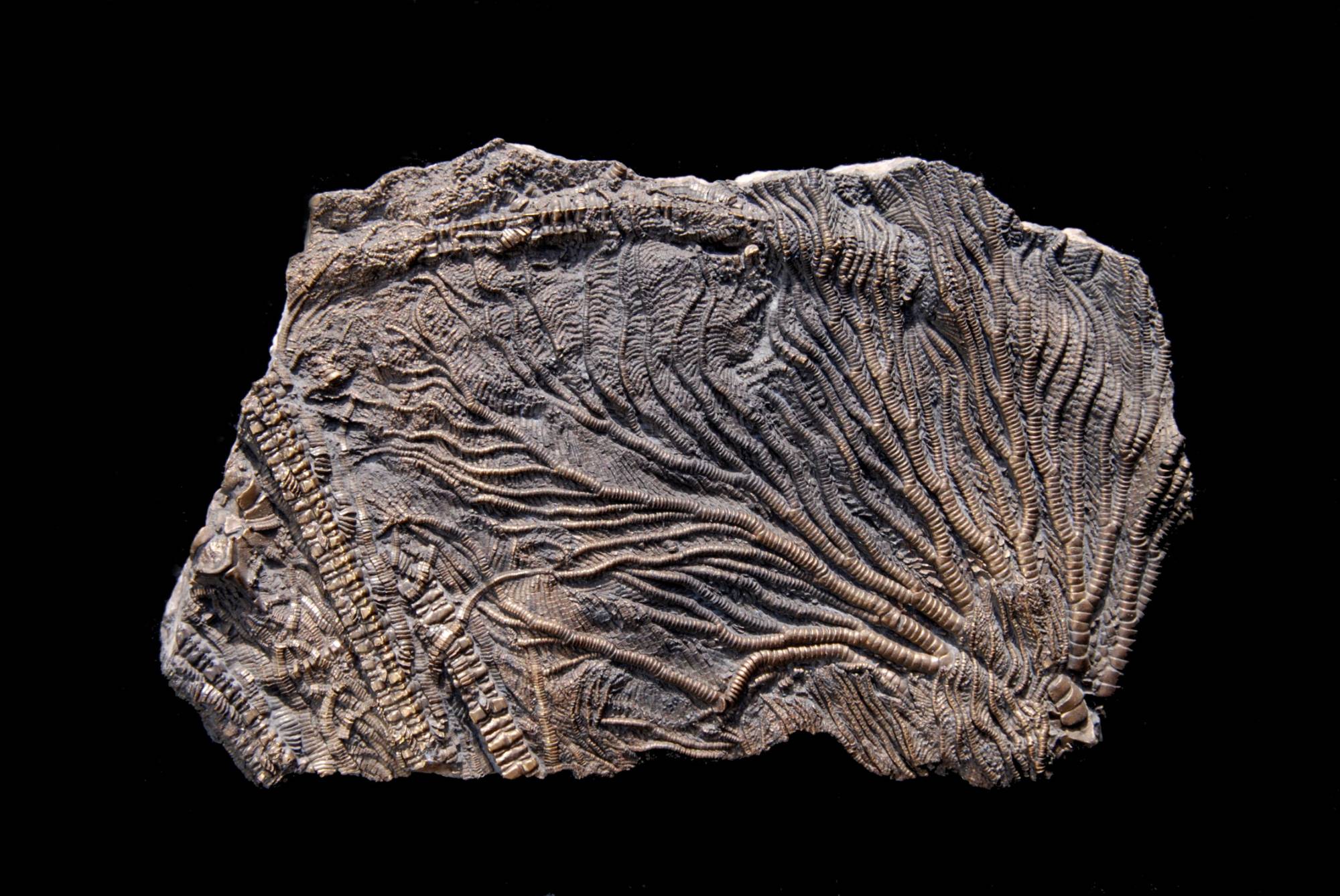 Pentacrinites fossilis; 14x9 cm; Black Ven Marls; Charmouth, Dorset, UK