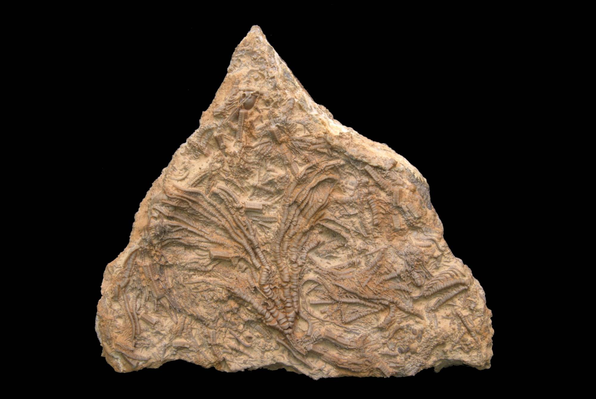 Chariocrinus andrea; 13x12 cm; Hauptrogenstein Fm.; Liestal