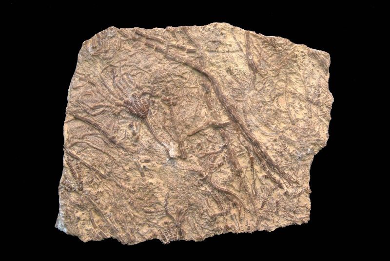 Chariocrinus andrea; 38x29 cm; Hauptrogenstein Fm.; Liestal