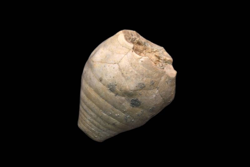 Apiocrinites roissyanus; 7.5x5 cm; Bathonium; Ranville, Normandie