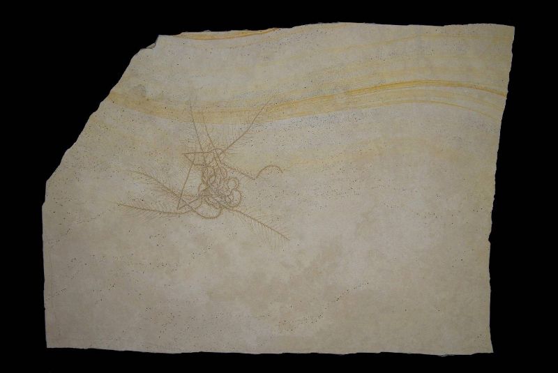 Comaturella formosa; 27x18.5 cm; Tithonium; Zandt