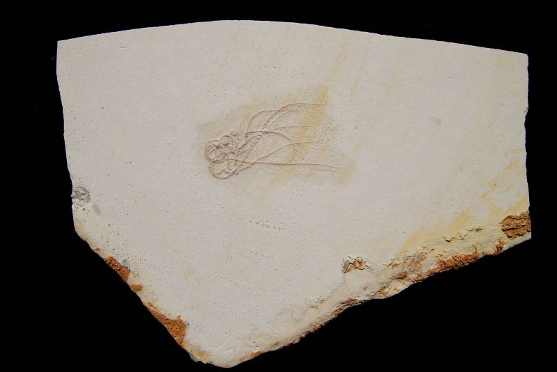 Comaturella formosa; 25x19 cm; Tithonium; Zandt