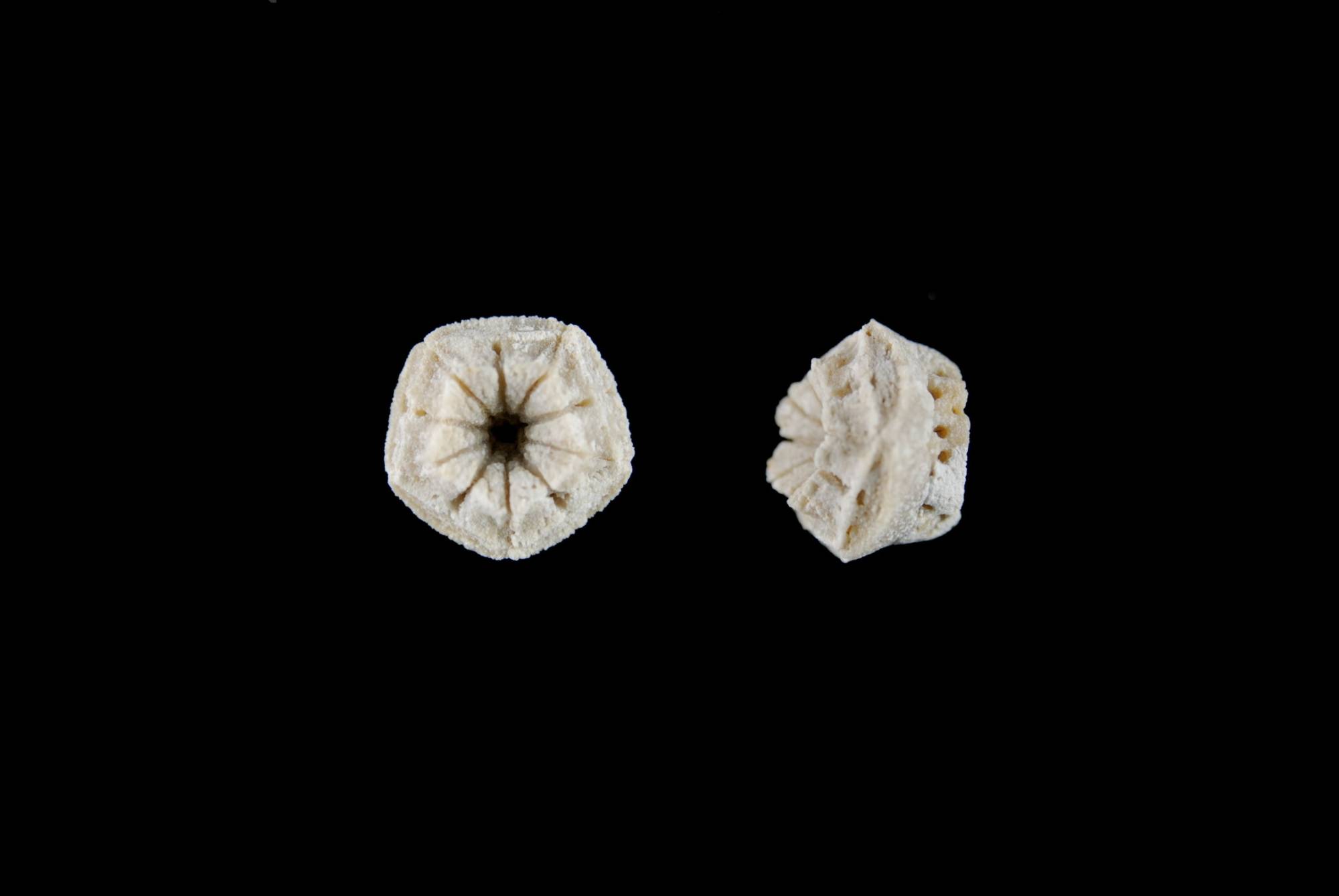 Solanocrinus costatus; 1 cm; Kimmeridge; Mergelstetten, Heidenheim