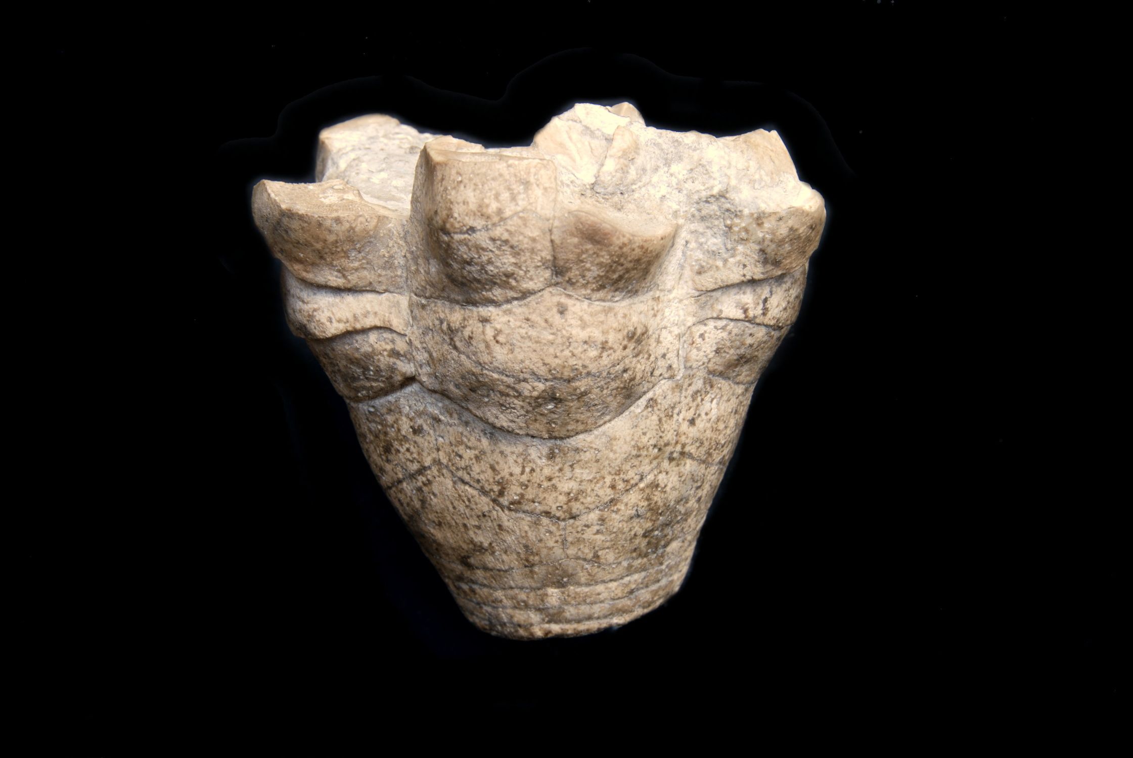 Millericrinus münsterianus ; 6.5x6.5x6.5 cm; Oxford; Liesberg