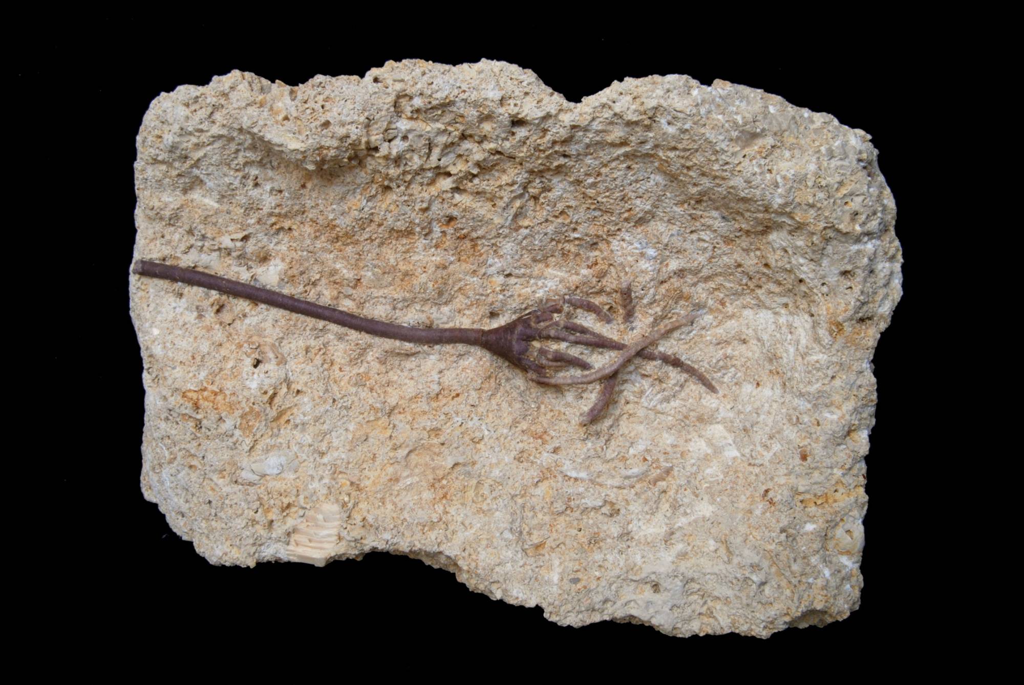 Angulocrinus simplex ; 24x26 cm; Kimmeridge; Pointe du Chay, La Rochelle, Charente Maritime