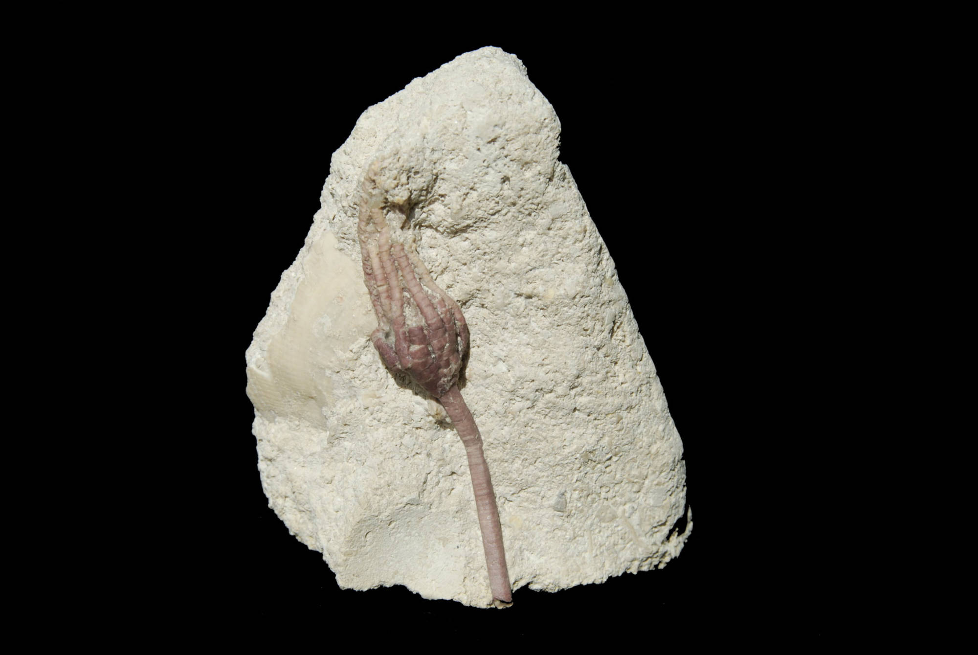 Angulocrinus simplex; 7x9 cm; Kimmeridge; Pointe du Chay