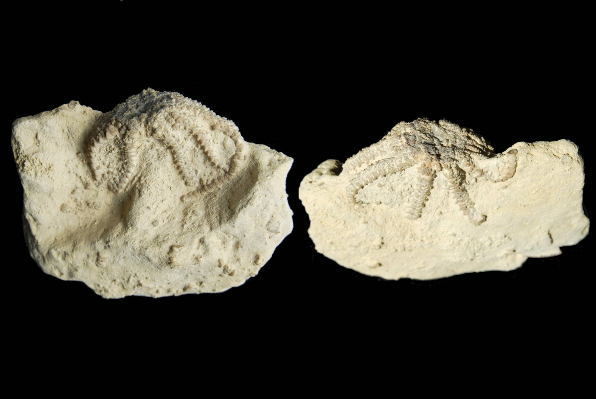 Solanocrinites beltremieuxi; 8.5x6.5 cm; Kimmeridge; Pointe du Chay
