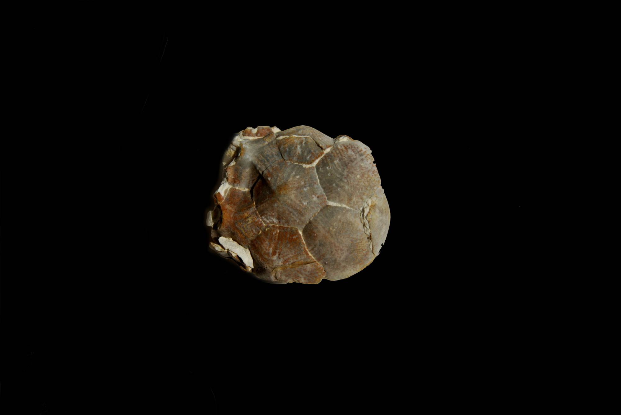 Marsupites testudinarius; 3x2.5 cm; Santon; Yorkshire coast