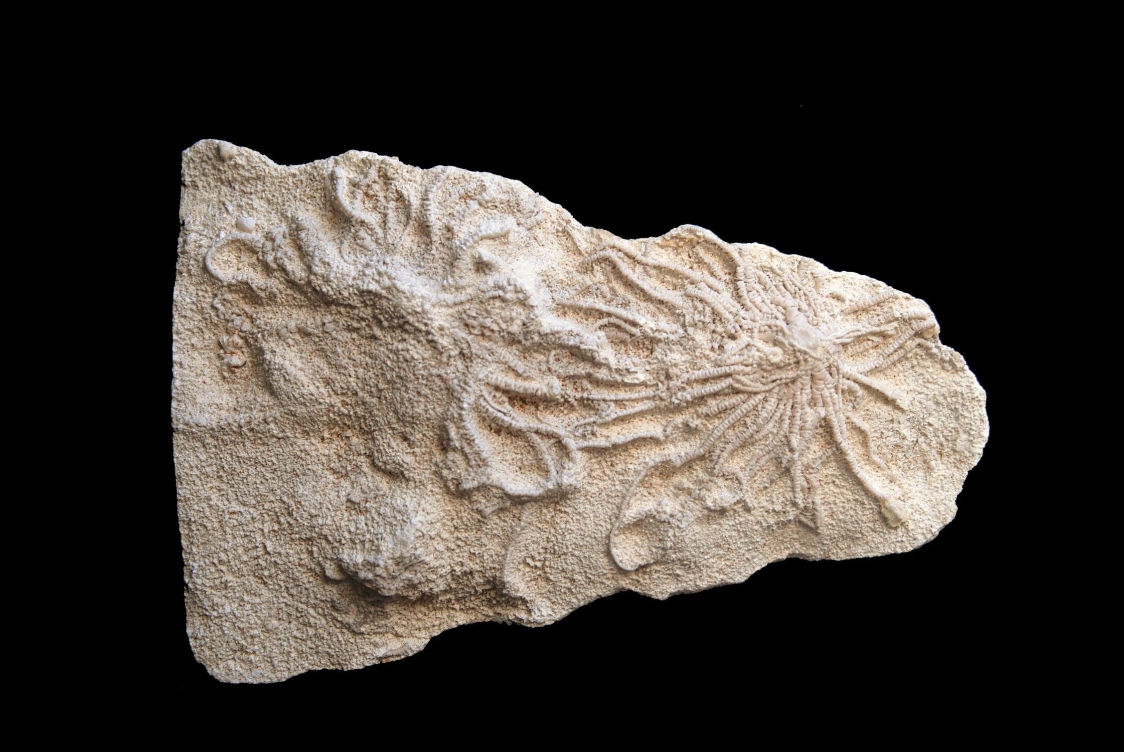 Palaeocomaster sp.; 23x15 cm; Burdigalien (Miocene); Vaucluse, France