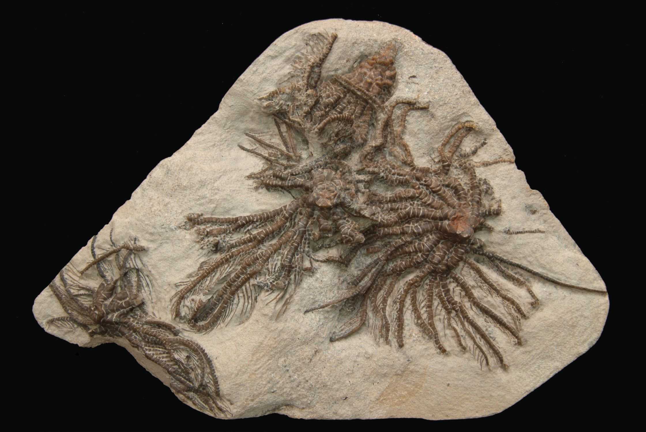 Isocrinus oregonensis; 25x18 cm; Keasy Fm.; Oregon