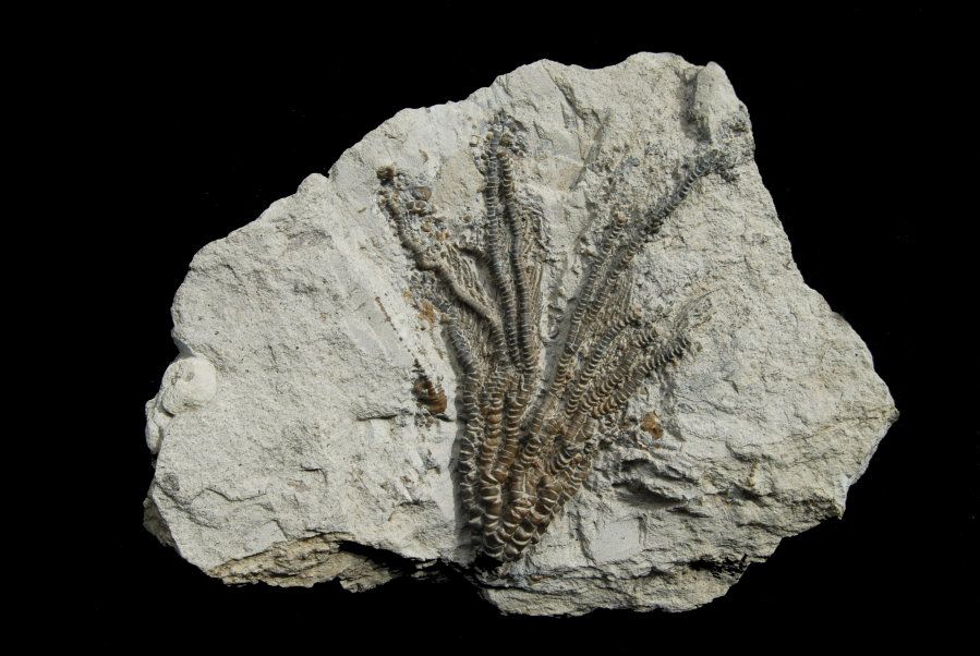 Isocrinus oregonensis; 21x19 cm; Keasy Fm.; Oregon