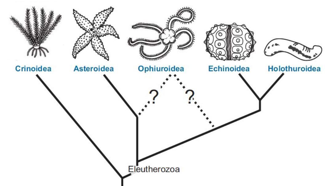 Crinoid ecological morphology